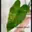 Alocasia Okinawa silver