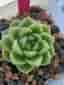 Echeveria ‘Ice edge’ - suckulent plant