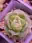 Echeveria hybrid - suckulent plant