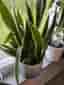 Svärmors tunga (Sansevieria trifasciata)