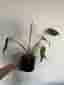 Monstera burle Marx flame