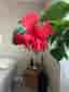 Hibiskus stickling med rötter
