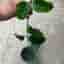 Hoya globulosa vilosa