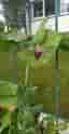 Grå sockerärt/Pisum sativum - Lokförare Bergfälts Jätteärt, 6 frön