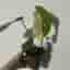 Monstera thai