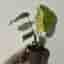 Monstera thai