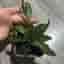 Hoya rosita
