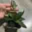 Hoya rosita