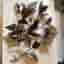 Zebrablad, Tradescantia zebrina, 5 sticklingar