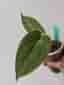 Anthurium Crystal Hope x Papillilaminum