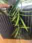 Hoya longifolia