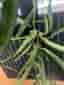 Hoya longifolia
