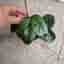 Hoya globulosa