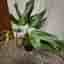 Monstera burle marx flame XL plantan
