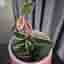 Hoya flamingo dream