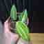 Hoya latilofia pot off gold