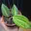 Hoya latilofia pot off gold