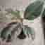 Ficus Elastica Tineke