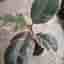 Ficus Elastica Tineke