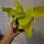 Neon Pothos - Gyllene Ranke