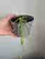 Hoya linearis