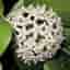 Hoya australis ssp tenuipes rotad