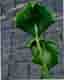 *RARITY* Monstera Deliciosa 'Unniiae' rotad toppstickling