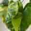 En stickling av Alocasia Gageana Aurea Variegata