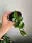 Hoya Matilde