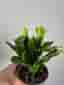 Kaktus gul blomma