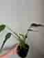 Monstera burle marx flame