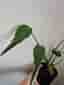 Monstera burle marx flame