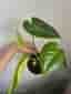 Monstera Deliciosa