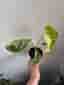 Monstera Thai Constellation