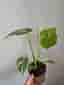 Monstera Thai Constellation