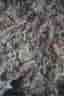 100g Sphagnummossa