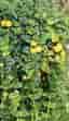 10 plantor Lysimachia nummularia 'Goldii' - Penningblad