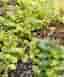 10 plantor Lysimachia nummularia 'Goldii' - Penningblad