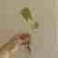 Syngonium Mojito stickling