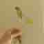 Syngonium Mojito stickling