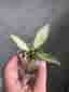 Hoya Nabawanensis variegata lätt rotad