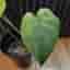 Monstera mint -noid