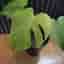 Monstera mint -noid