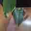 Monstera Mint inte Tc plant