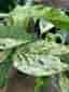En stickling av EPIPREMNUM ' MARBLE VARIEGATA ' EPIPREMNUM PINNATUM