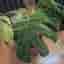 Monstera Mint large form – ej TC-planta
