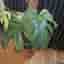 Monstera Mint large form – ej TC-planta