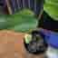 Monstera mint noid