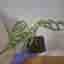 Monstera Obliqua peru med liten varigation