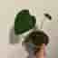 Monstera Deliciosa stickling